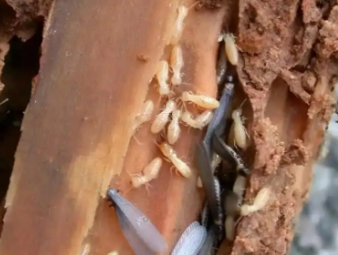 安阳市白蚁防治公司分享出租房防虫管理指南，助力房东稳定房源品质